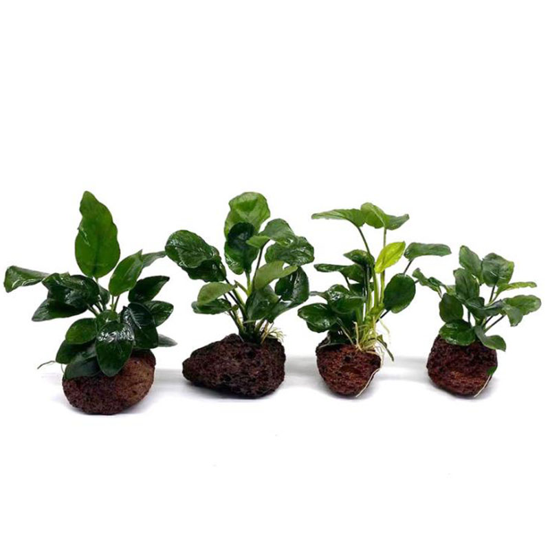 Vulkanische aquariumdecoratie  - Aquarium Plants Live recensie en prijs