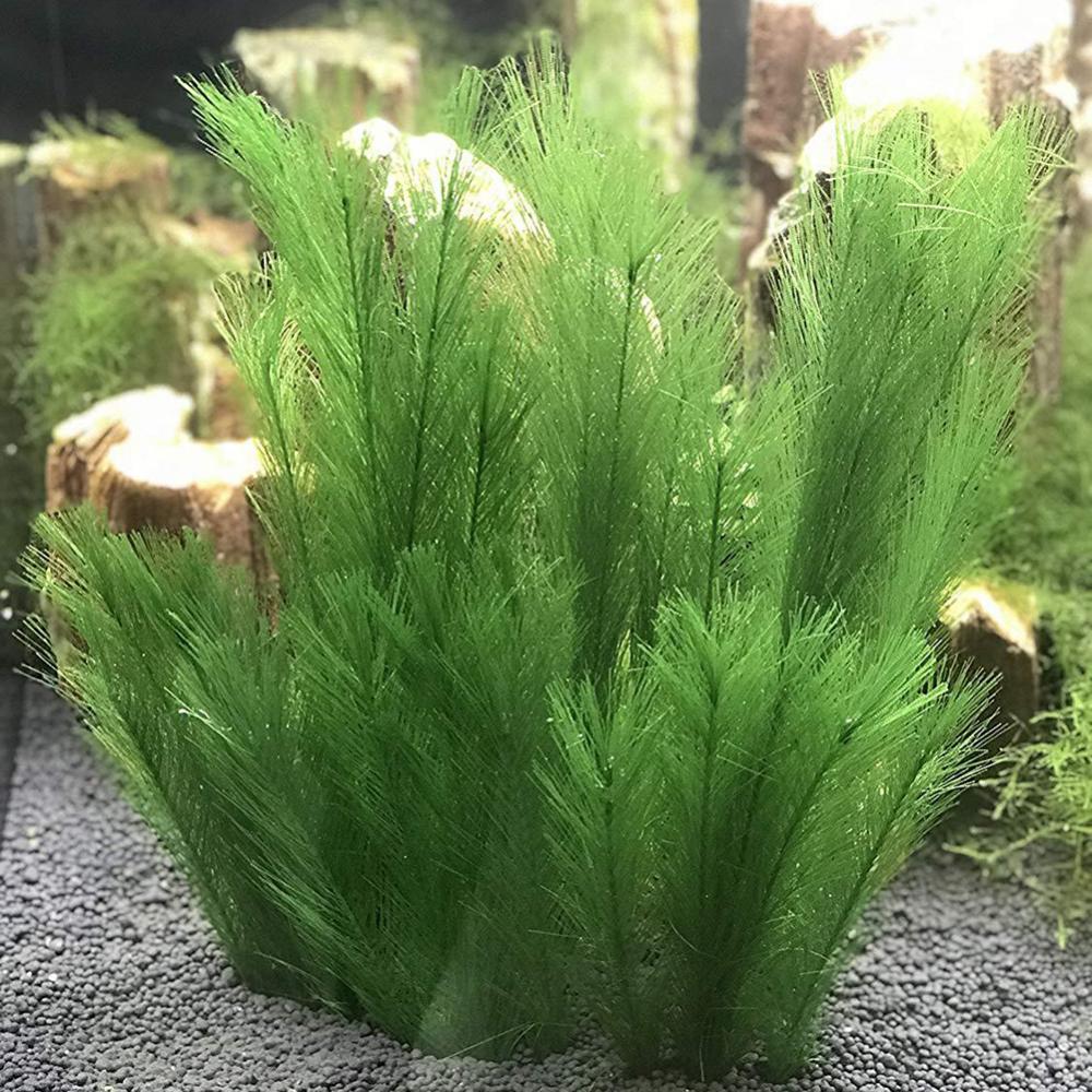 1/3 Stuks 28/40 Cm Aquarium Aq - Aquarium Plants Live recensie en prijs