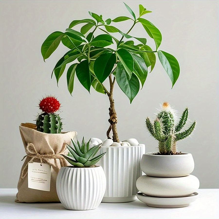 200/400g Witte Hooggepolijste  - Planted Tank recensie en prijs