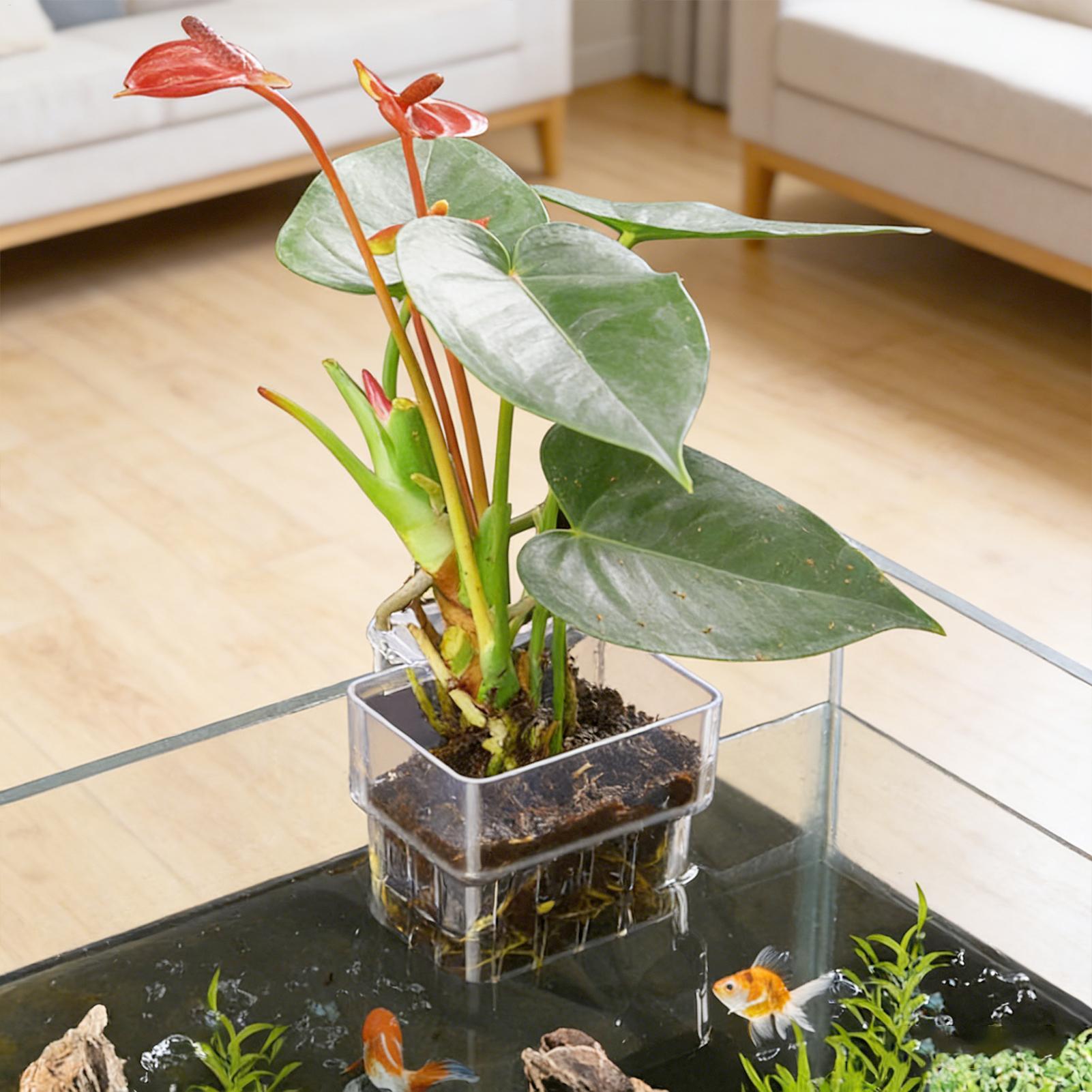 Transparante hangbare aquarium - Aquarium Plants Live recensie en prijs