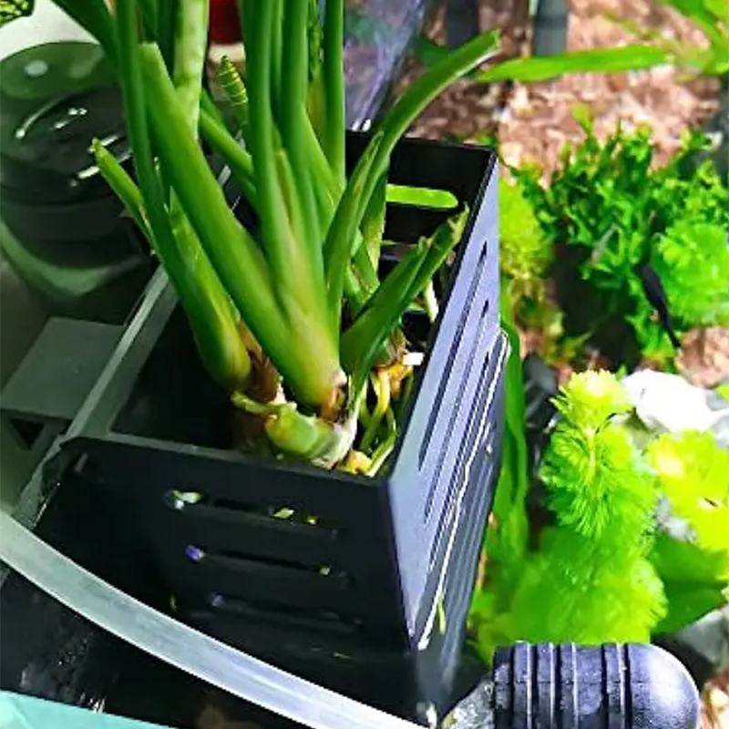 Huisdier Aquarium Decoraties A - Aquarium Plants Live recensie en prijs
