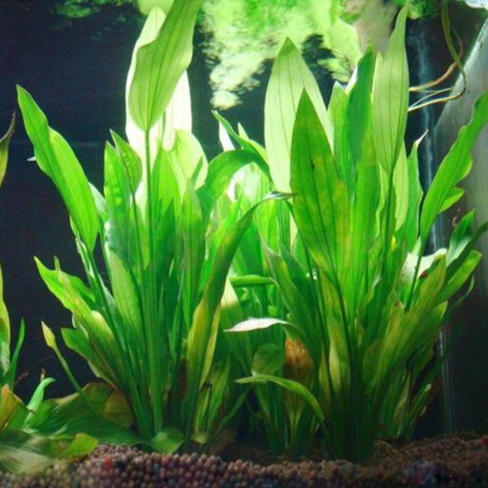 15 cm Kunstmatige Aquarium Dec - Aquarium Plants Live recensie en prijs