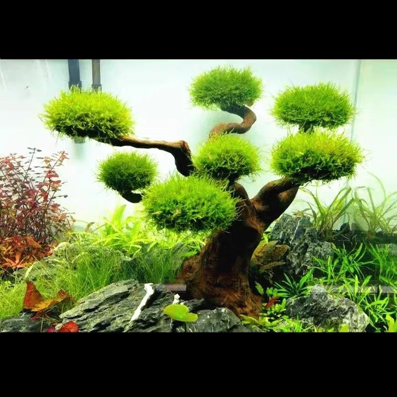 Aquarium Drijfhout Landschapsa - Aquarium Moss recensie en prijs