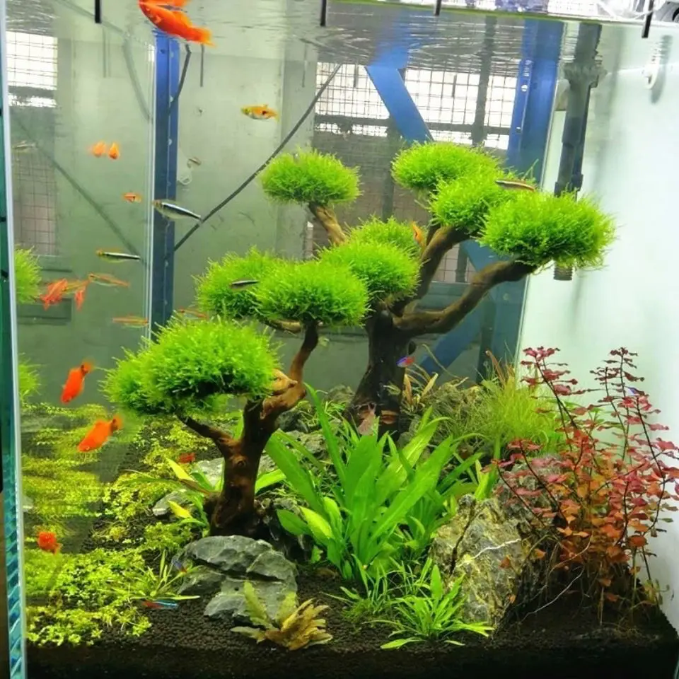 Aquarium Drijfhout Landschapsa - Aquarium Moss recensie en prijs