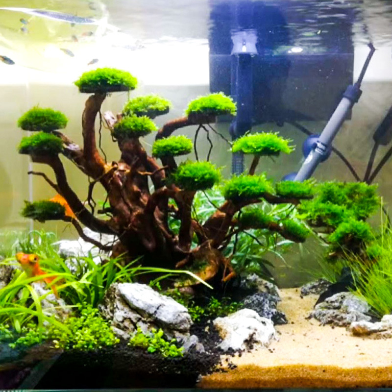 Aquariumlandschap mosboom skel - Aquarium Moss recensie en prijs