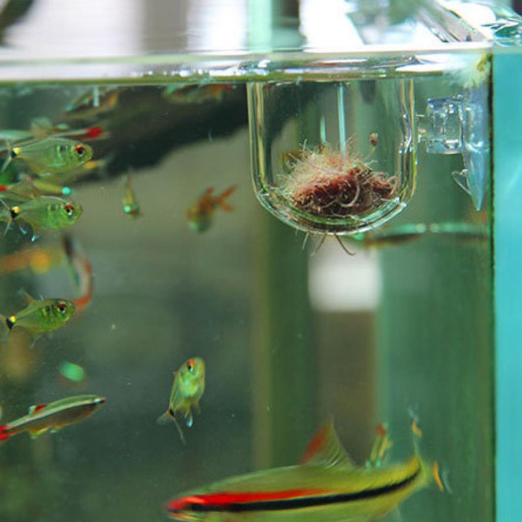 Vissenvoedermandje, glazen aqu - Aquarium Plants Live recensie en prijs
